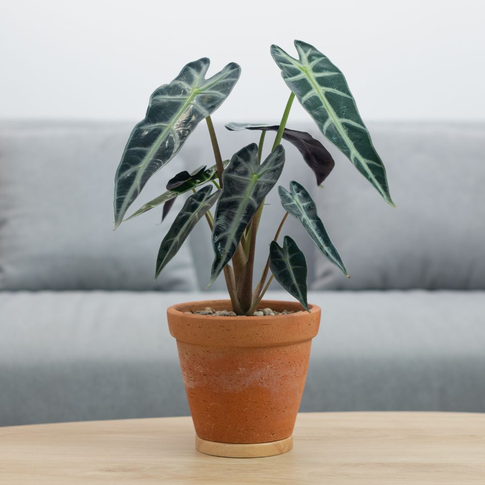 Pianta Tropicale in Vaso di Terracotta, Alocasia Polly, su un tavolino di. legno chiaro e con dietro sullo sfondo un divano moderno grigio appoggiato ad una parete bianca.