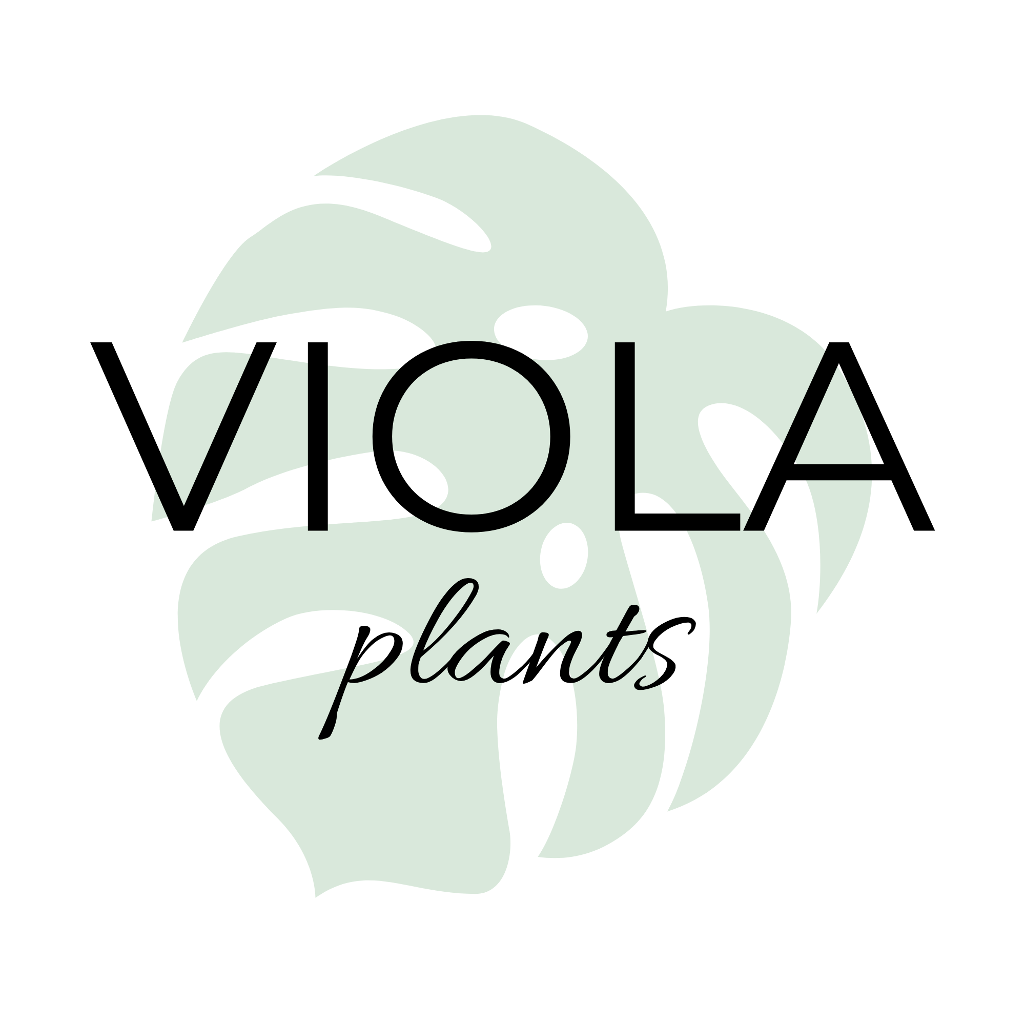 Viola Plants - Botanical concept store